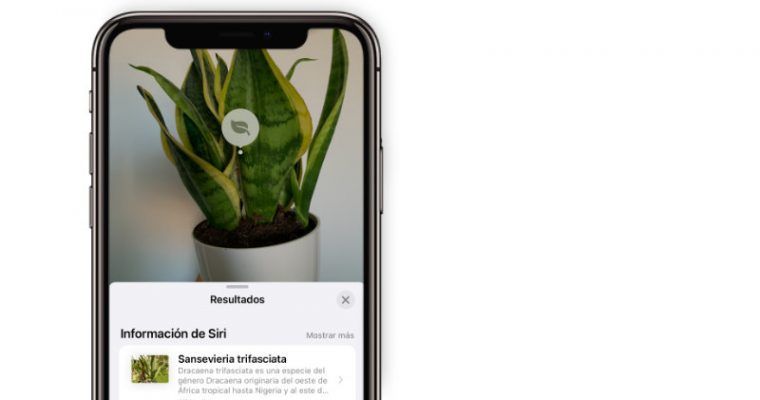 Cómo identificar plantas y flores desde tu iPhone | SIN INSTALAR APPS